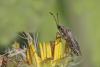 Nysius sp.